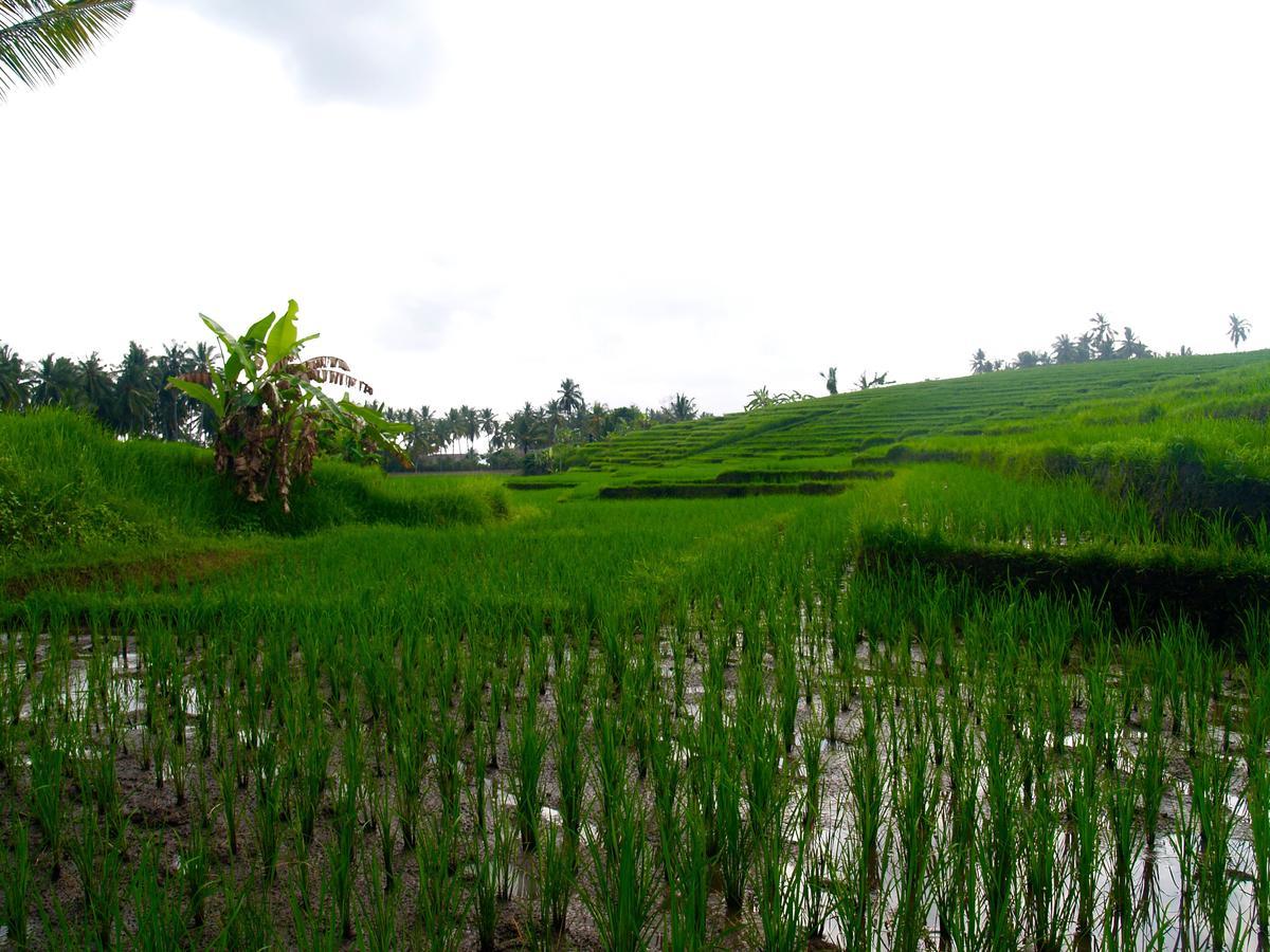 Bali Beach Eco Villas Pondok Matekap Selemadeg  Exterior foto